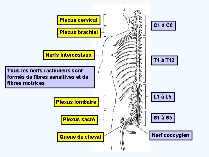 Plexus cervical C 1 à C 8 Plexus brachial Nerfs intercostaux T 1 à