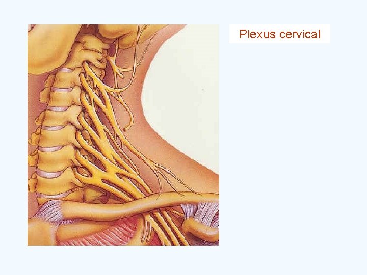 Plexus cervical 