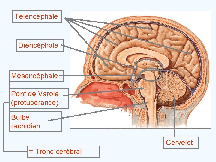 Télencéphale Diencéphale Mésencéphale Pont de Varole (protubérance) Bulbe rachidien Cervelet = Tronc cérébral 