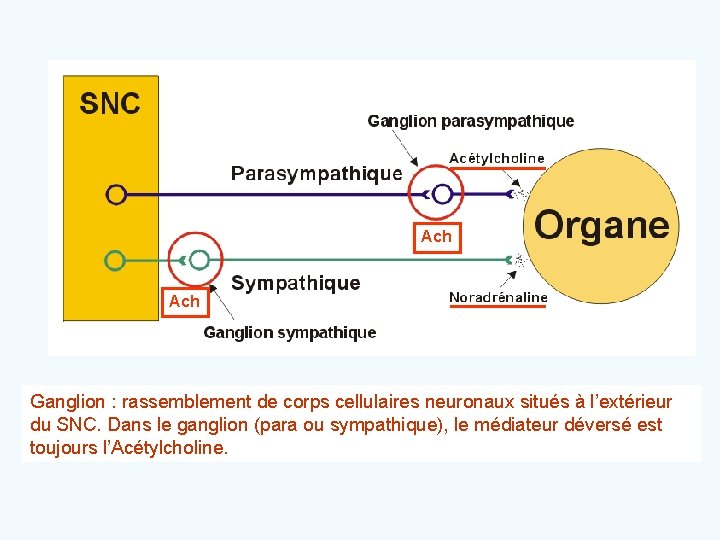 Ach Ganglion : rassemblement de corps cellulaires neuronaux situés à l’extérieur du SNC. Dans