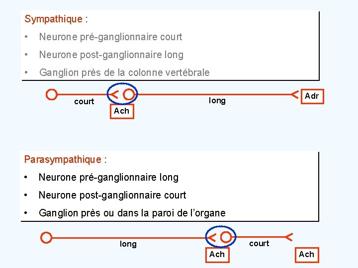 Sympathique : • Neurone pré-ganglionnaire court • Neurone post-ganglionnaire long • Ganglion près de