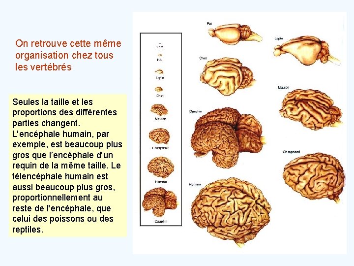 On retrouve cette même organisation chez tous les vertébrés Seules la taille et les