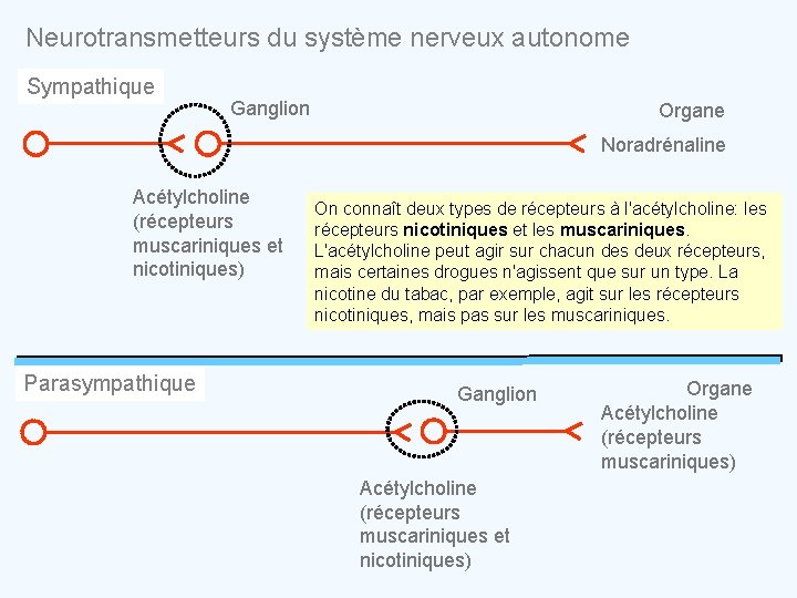 Neurotransmetteurs du système nerveux autonome Sympathique Ganglion Organe Noradrénaline Acétylcholine (récepteurs muscariniques et nicotiniques)