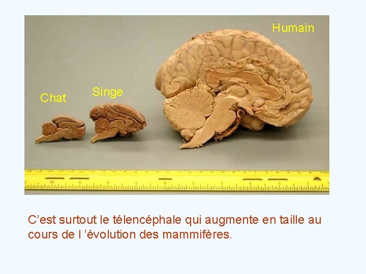 Humain Chat Singe C’est surtout le télencéphale qui augmente en taille au cours de