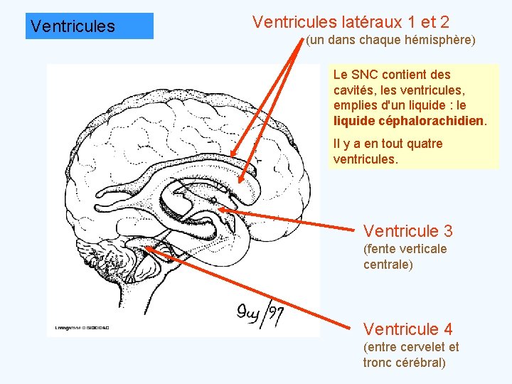 Ventricules latéraux 1 et 2 (un dans chaque hémisphère) Le SNC contient des cavités,