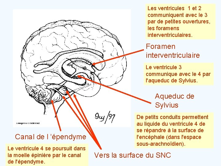 Les ventricules 1 et 2 communiquent avec le 3 par de petites ouvertures, les