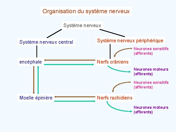 Organisation du système nerveux Système nerveux central Système nerveux périphérique Neurones sensitifs (afférents) encéphale