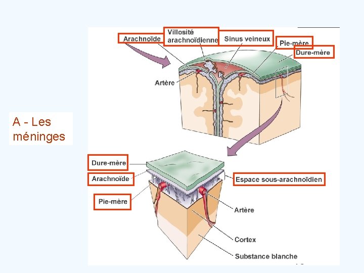 A - Les méninges 