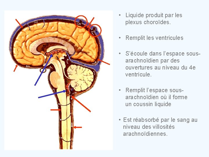  • Liquide produit par les plexus choroïdes. • Remplit les ventricules • S’écoule