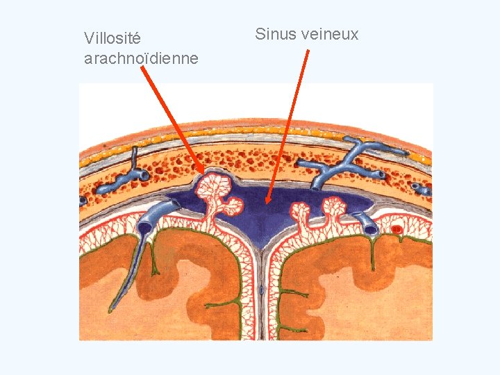 Villosité arachnoïdienne Sinus veineux 