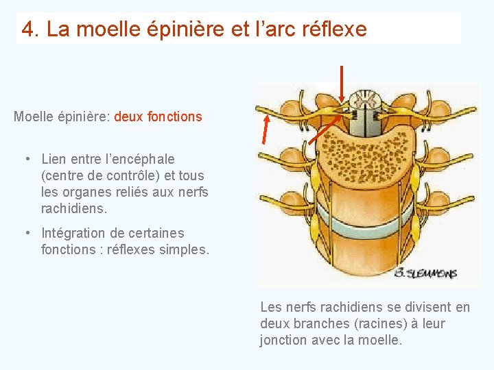 4. La moelle épinière et l’arc réflexe Moelle épinière: deux fonctions • Lien entre