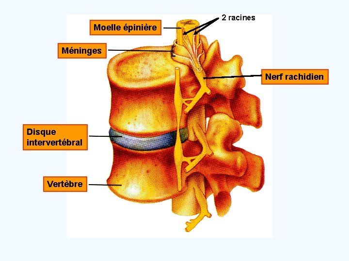 2 racines Moelle épinière Méninges Nerf rachidien Disque intervertébral Vertèbre 