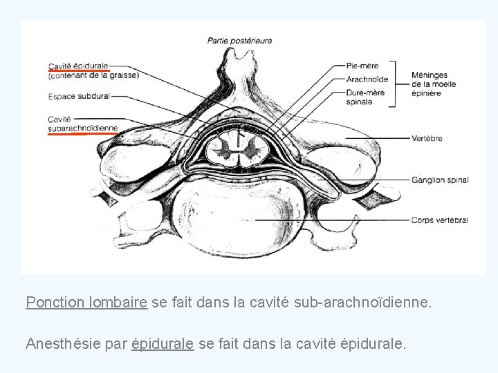 Ponction lombaire se fait dans la cavité sub-arachnoïdienne. Anesthésie par épidurale se fait dans