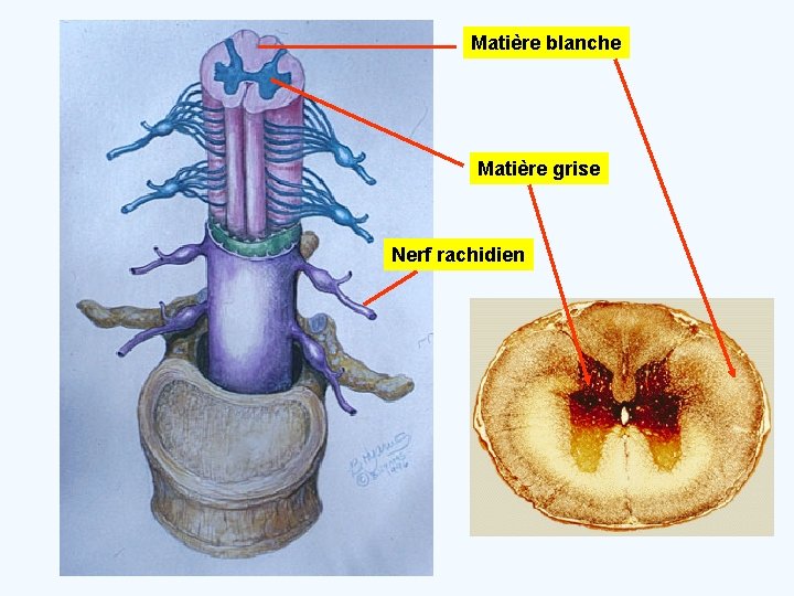 Matière blanche Matière grise Nerf rachidien 