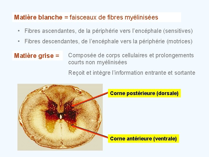 Matière blanche = faisceaux de fibres myélinisées • Fibres ascendantes, de la périphérie vers