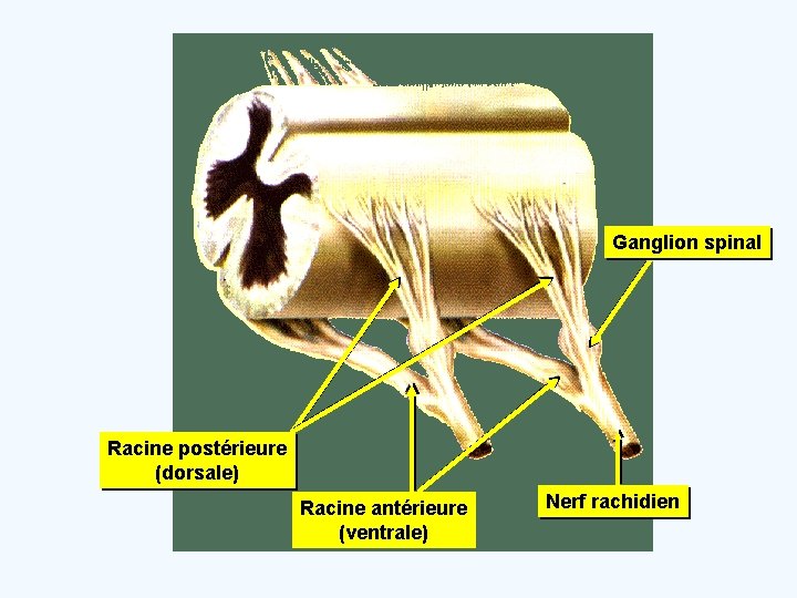 Ganglion spinal Racine postérieure (dorsale) Racine antérieure (ventrale) Nerf rachidien 