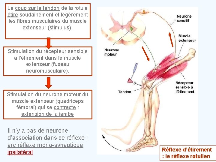 Le coup sur le tendon de la rotule étire soudainement et légèrement les fibres