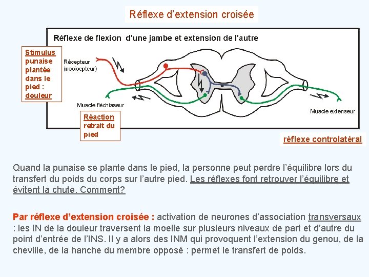 Réflexe d’extension croisée Stimulus punaise plantée dans le pied : douleur Réaction retrait du