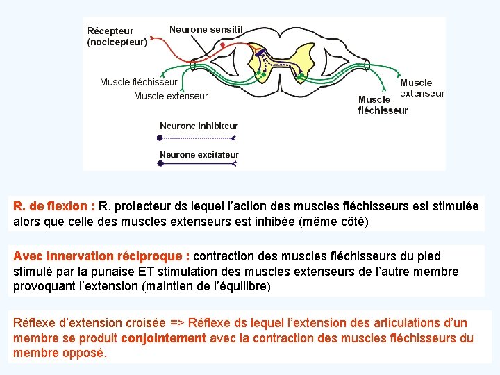 R. de flexion : R. protecteur ds lequel l’action des muscles fléchisseurs est stimulée