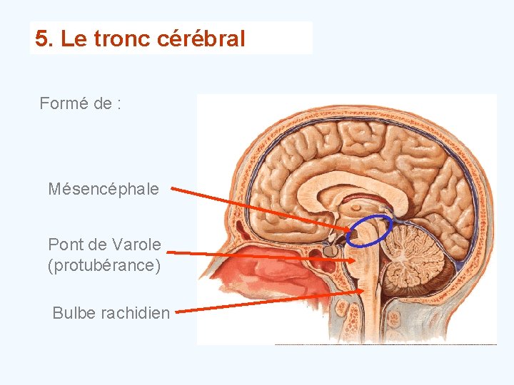 5. Le tronc cérébral Formé de : Mésencéphale Pont de Varole (protubérance) Bulbe rachidien