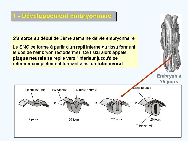 1 - Développement embryonnaire S’amorce au début de 3ème semaine de vie embryonnaire Le