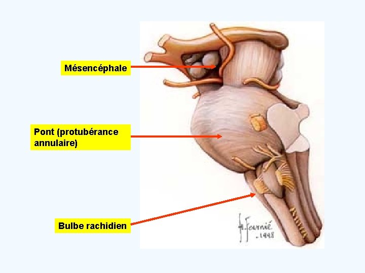 Mésencéphale Pont (protubérance annulaire) Bulbe rachidien 