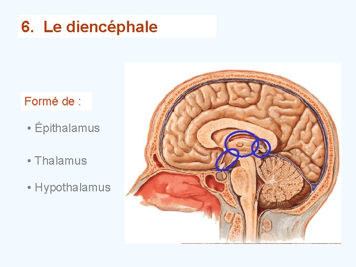 6. Le diencéphale Formé de : • Épithalamus • Thalamus • Hypothalamus 