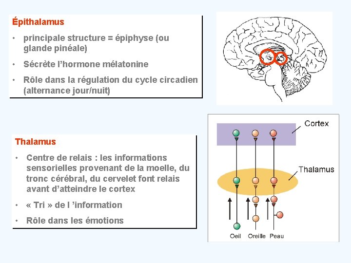 Épithalamus • principale structure = épiphyse (ou glande pinéale) • Sécrète l’hormone mélatonine •