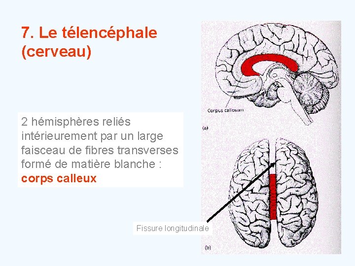 7. Le télencéphale (cerveau) 2 hémisphères reliés intérieurement par un large faisceau de fibres