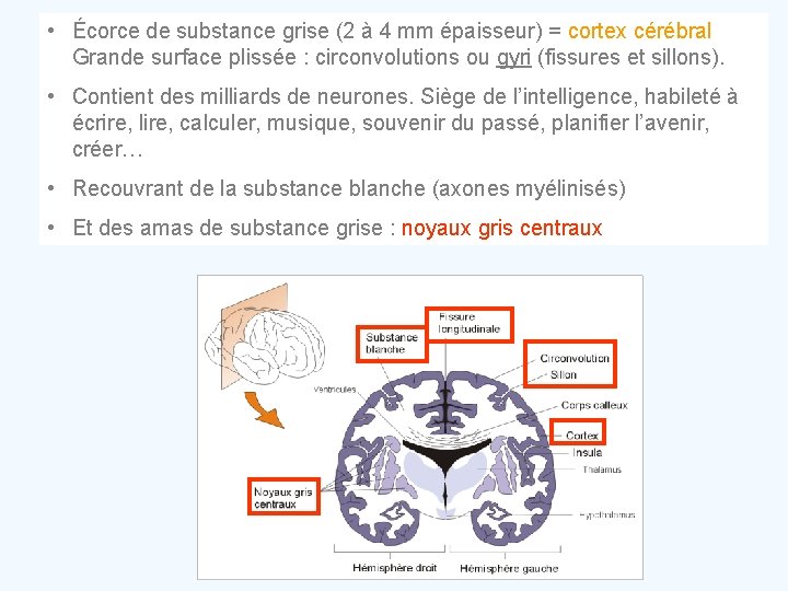  • Écorce de substance grise (2 à 4 mm épaisseur) = cortex cérébral