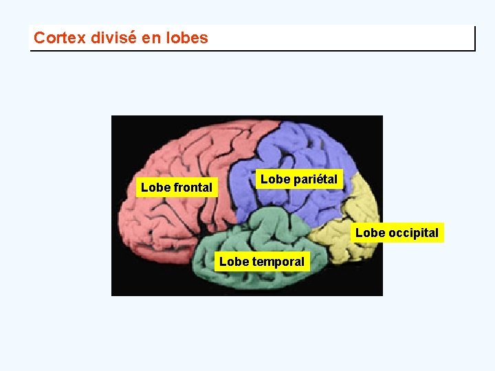 Cortex divisé en lobes Lobe frontal Lobe pariétal Lobe occipital Lobe temporal 