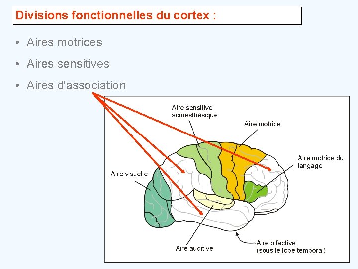 Divisions fonctionnelles du cortex : • Aires motrices • Aires sensitives • Aires d'association