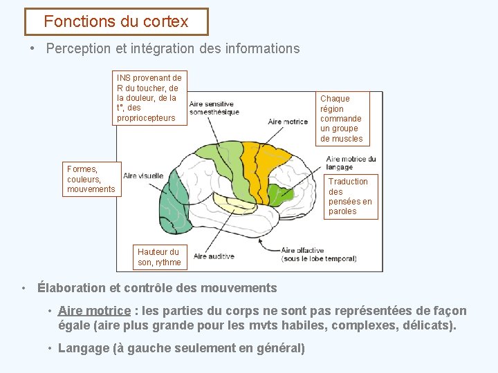 Fonctions du cortex • Perception et intégration des informations INS provenant de R du