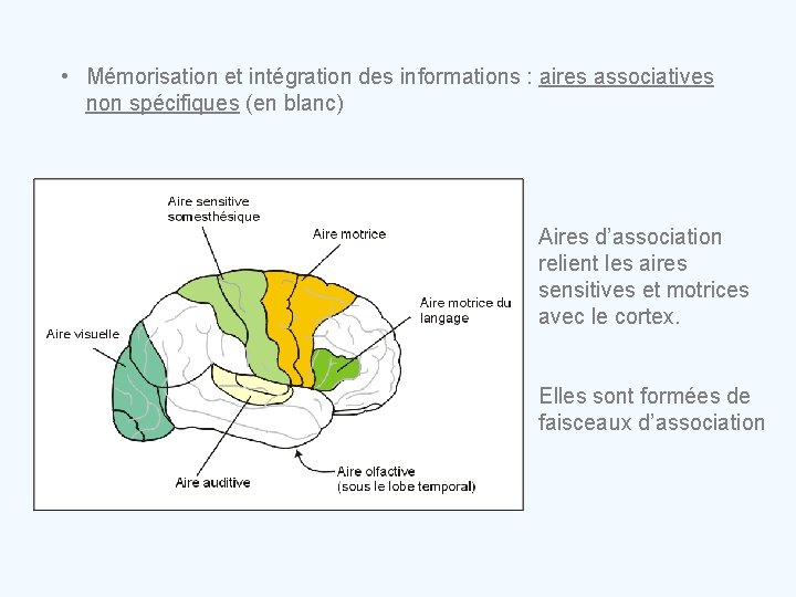  • Mémorisation et intégration des informations : aires associatives non spécifiques (en blanc)