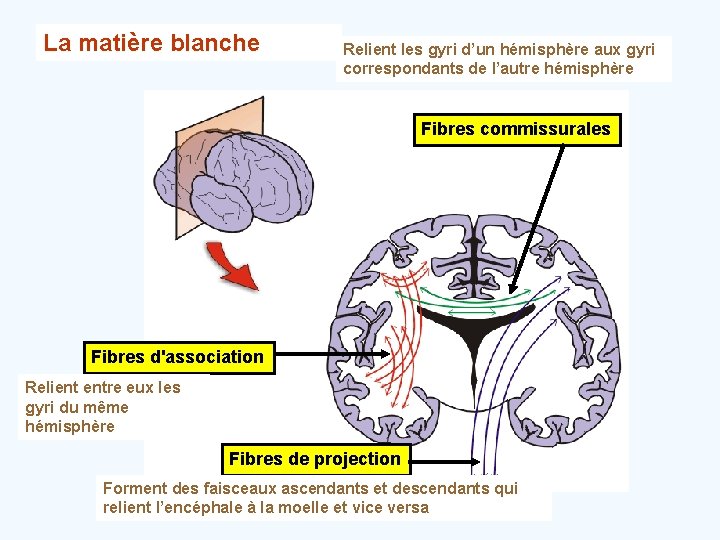 La matière blanche Relient les gyri d’un hémisphère aux gyri correspondants de l’autre hémisphère