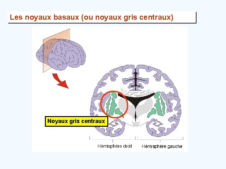 Les noyaux basaux (ou noyaux gris centraux) Noyaux gris centraux 