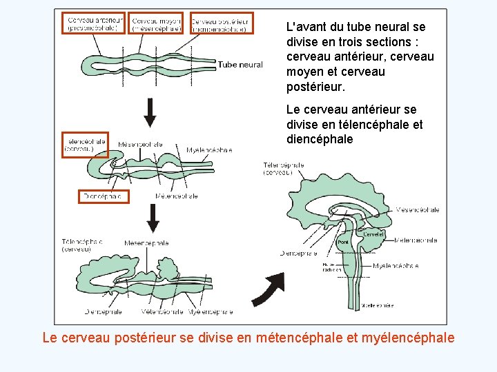 L'avant du tube neural se divise en trois sections : cerveau antérieur, cerveau moyen