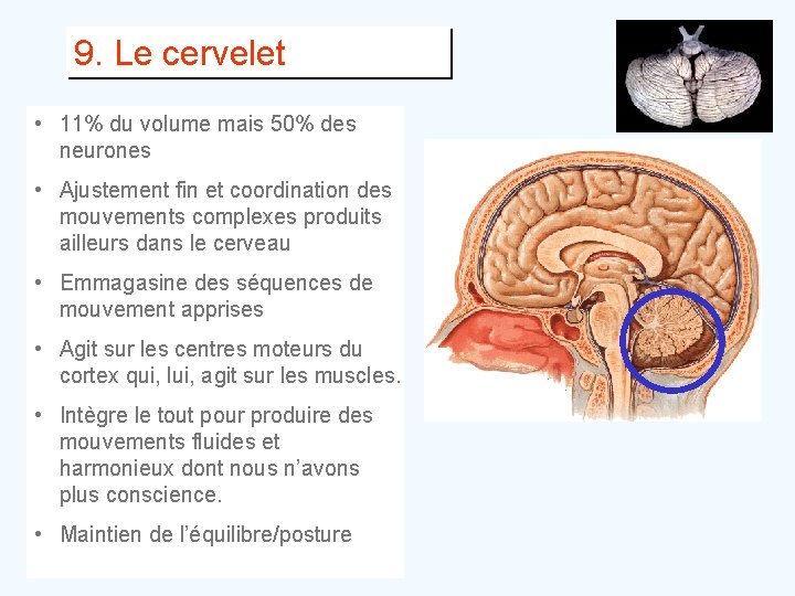 9. Le cervelet • 11% du volume mais 50% des neurones • Ajustement fin