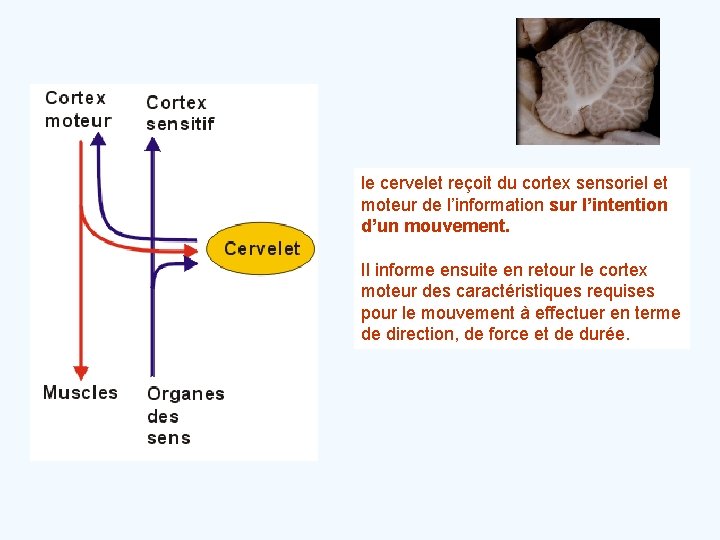 le cervelet reçoit du cortex sensoriel et moteur de l’information sur l’intention d’un mouvement.