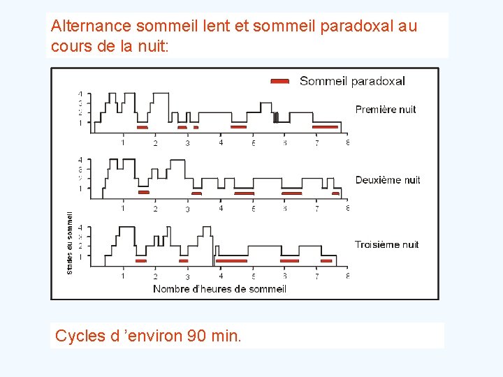 Alternance sommeil lent et sommeil paradoxal au cours de la nuit: Cycles d ’environ