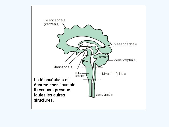 Le télencéphale est énorme chez l'humain. Il recouvre presque toutes les autres structures. 