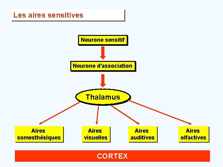 Les aires sensitives Neurone sensitif Neurone d'association Thalamus Aires somesthésiques Aires visuelles CORTEX Aires