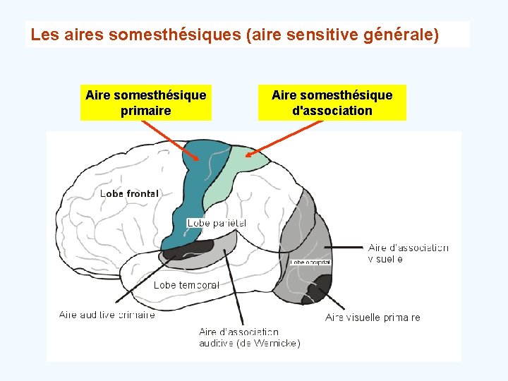 Les aires somesthésiques (aire sensitive générale) Aire somesthésique primaire Aire somesthésique d'association 