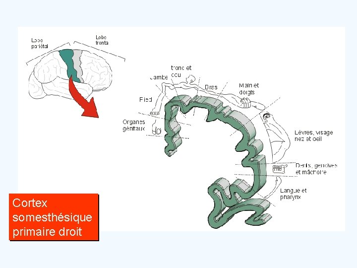 Cortex somesthésique primaire droit 