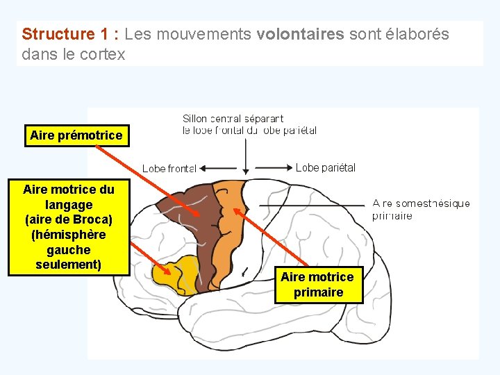 Structure 1 : Les mouvements volontaires sont élaborés dans le cortex Aire prémotrice Aire