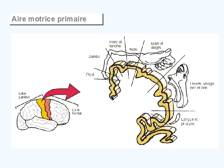 Aire motrice primaire 