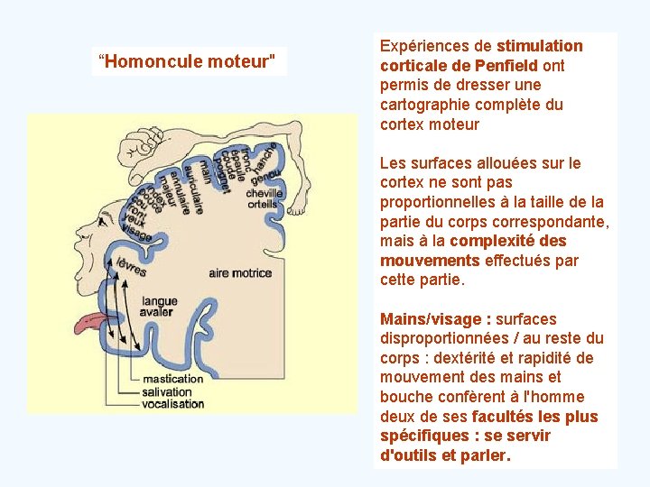 “Homoncule moteur" Expériences de stimulation corticale de Penfield ont permis de dresser une cartographie