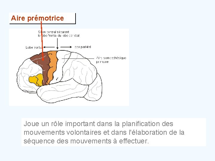 Aire prémotrice Joue un rôle important dans la planification des mouvements volontaires et dans