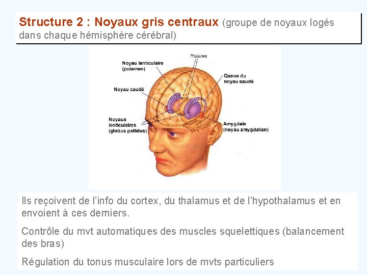 Structure 2 : Noyaux gris centraux (groupe de noyaux logés dans chaque hémisphère cérébral)