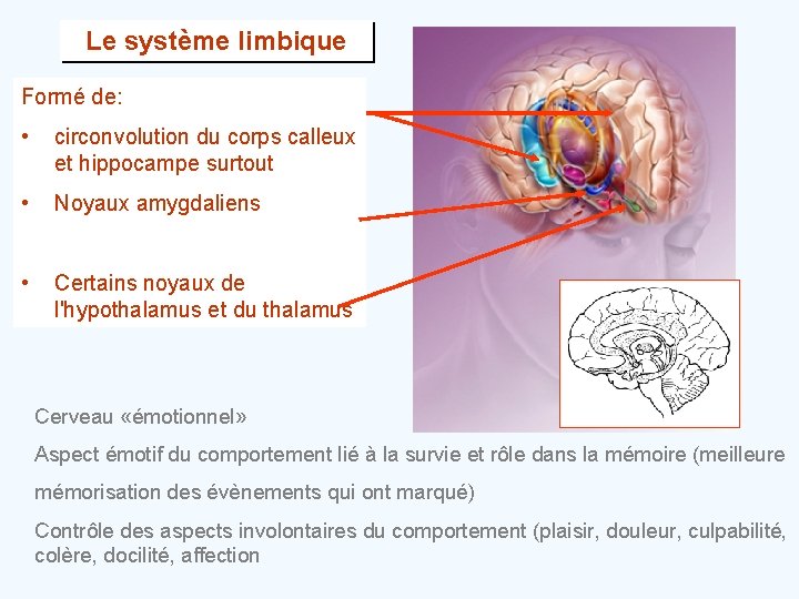 Le système limbique Formé de: • circonvolution du corps calleux et hippocampe surtout •